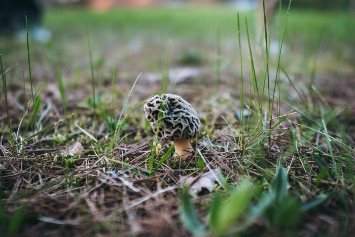 Morel mushroom growing in grass