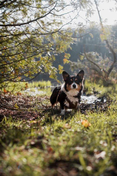 Darwin the Corgi on a trail at Timbers Recreation Area