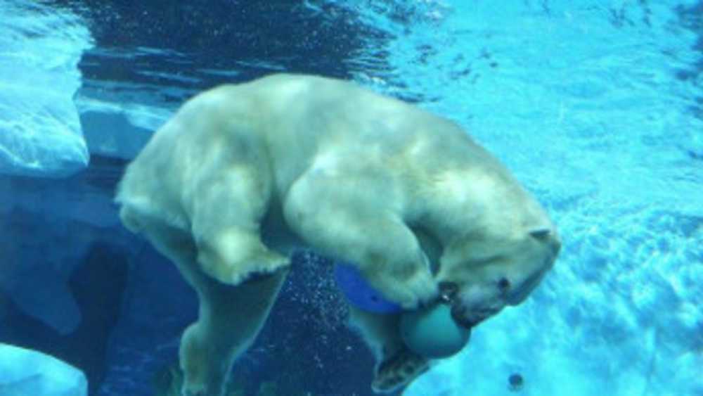 Polar Bear Playing