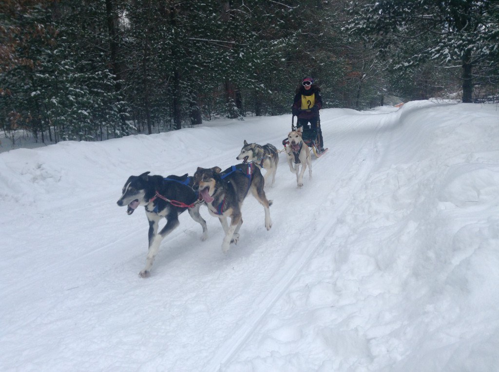 Dogsledding