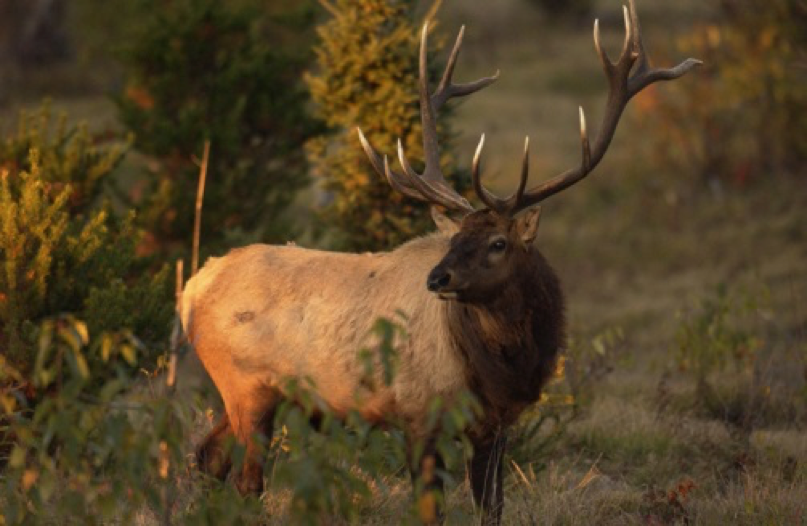 Elk
