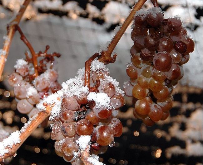 10 Facts About Michigan Ice Wine Michigan