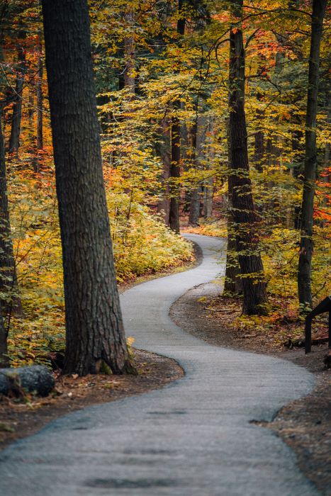 Paved Trail through Hartwick Pines fall forestry