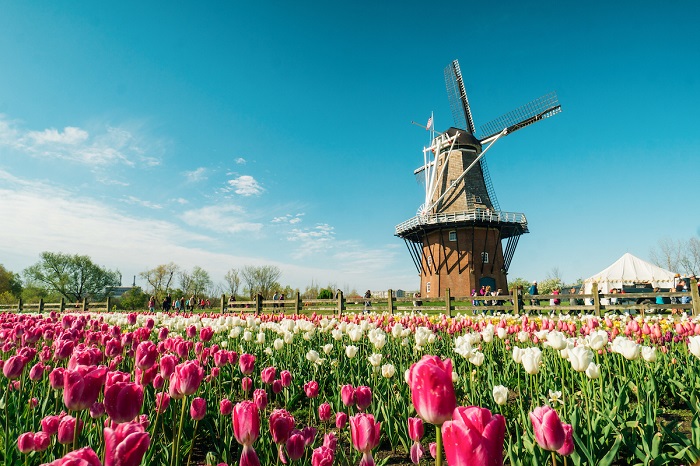 Tulips in Holland