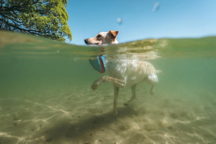 The dog swimming in Lake Michigan