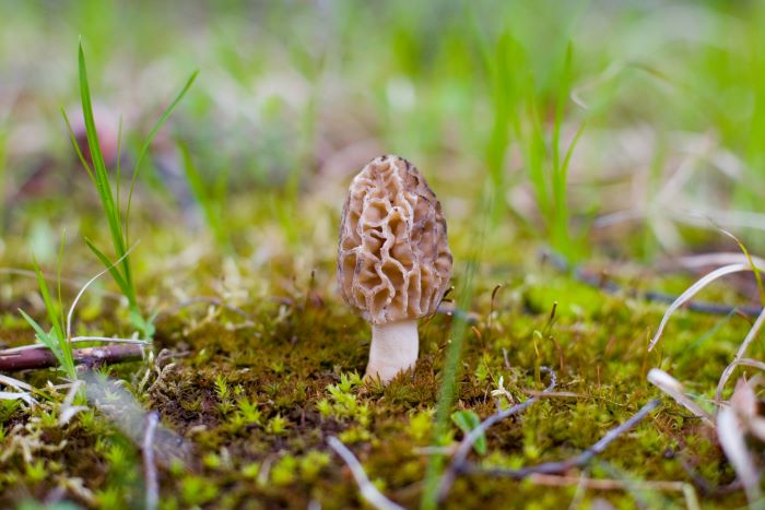 Morel Mushroom
