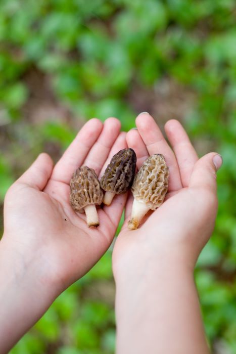 gathering morel mushrooms