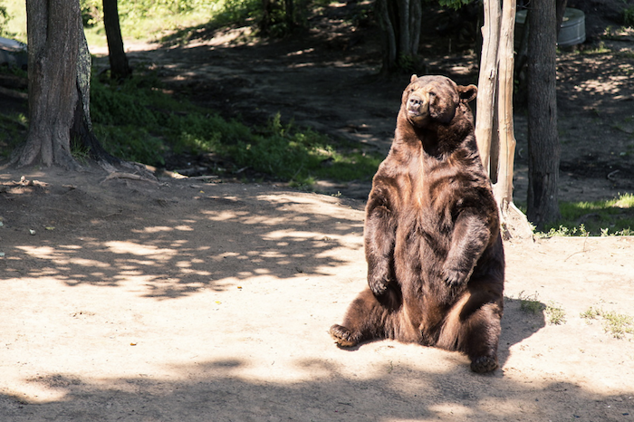 Oswald's Bear Ranch