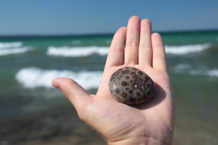A hand holding a petoskey stone by Lake Michigan.