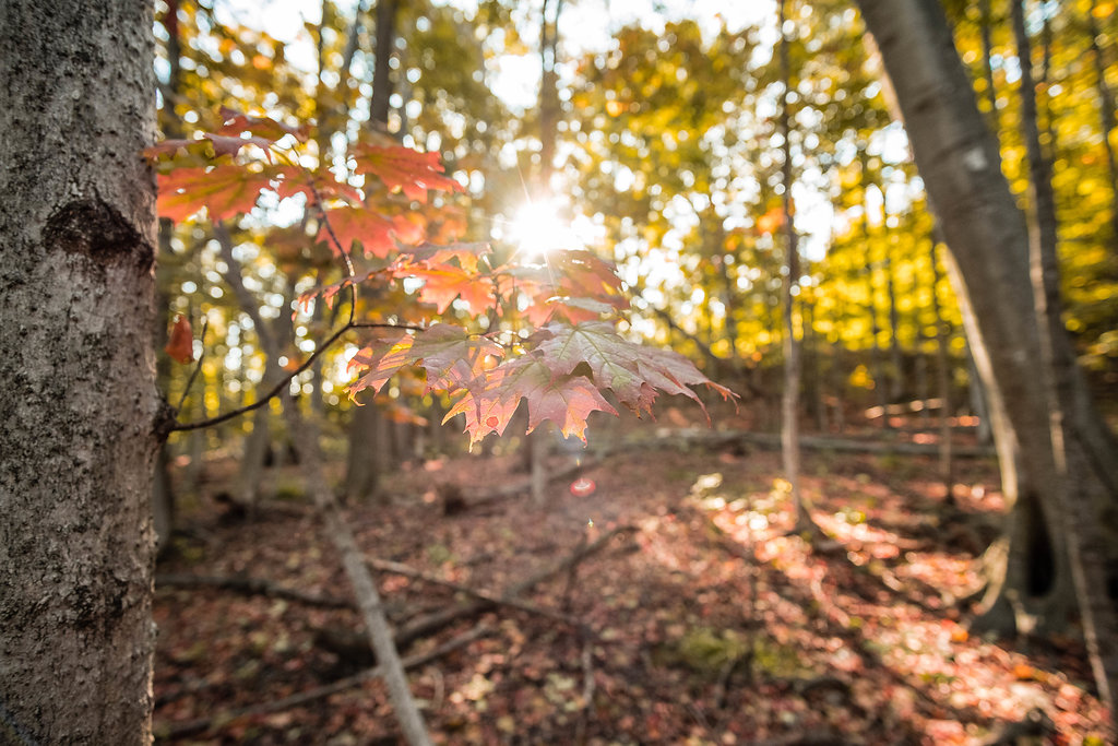 The Village Trail