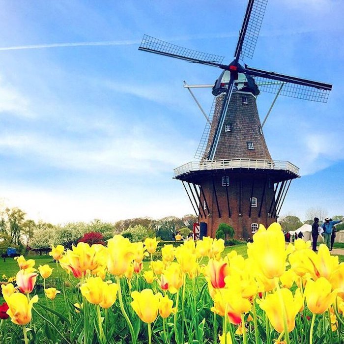 Tulip Time in Holland