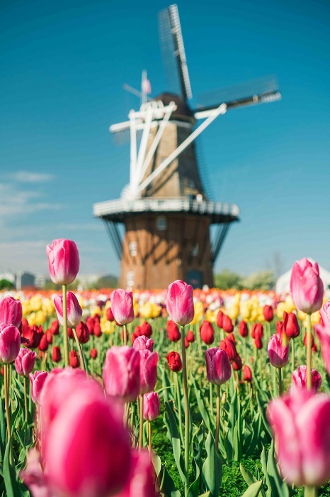 Tulip Time