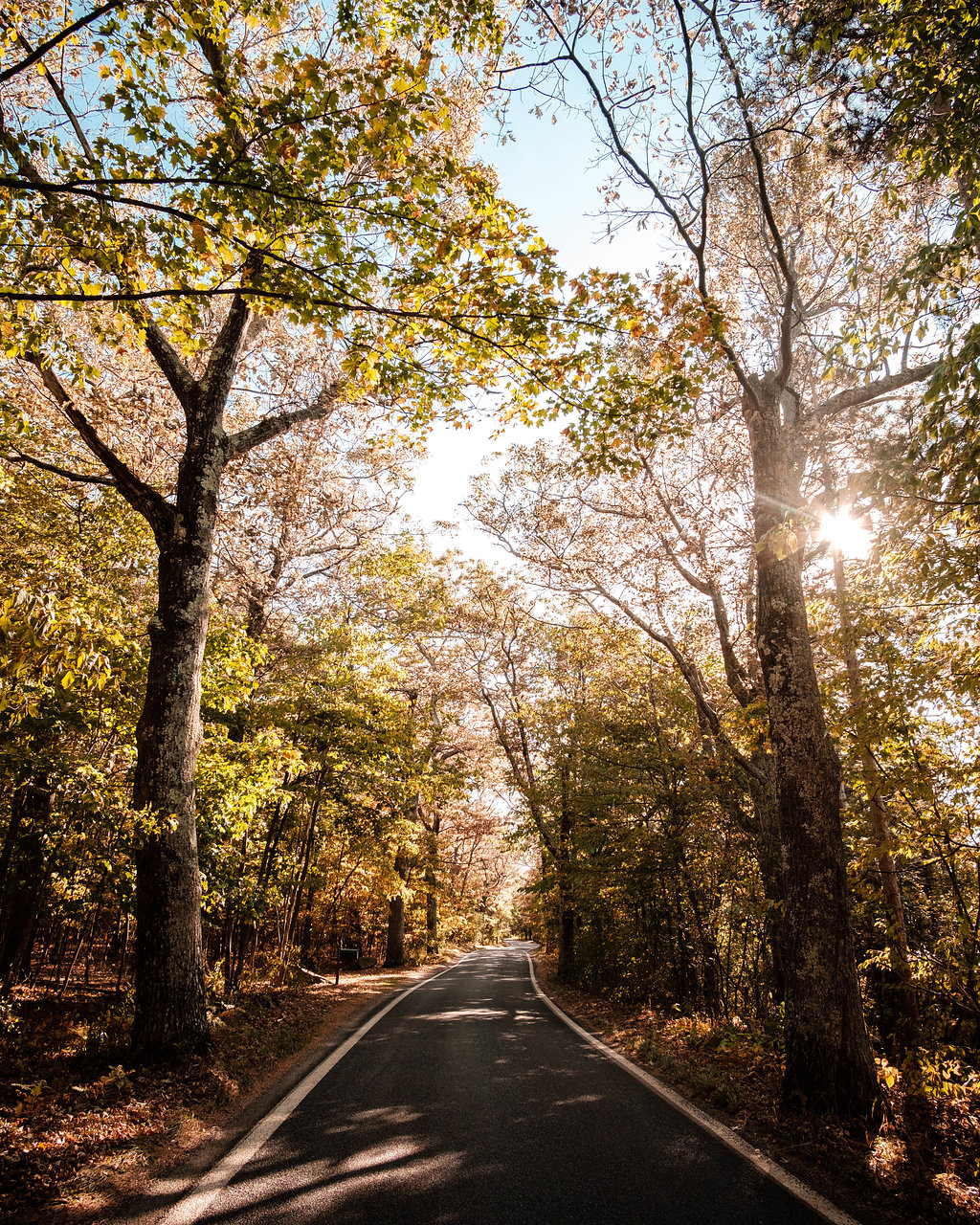 Tunnel Of Trees