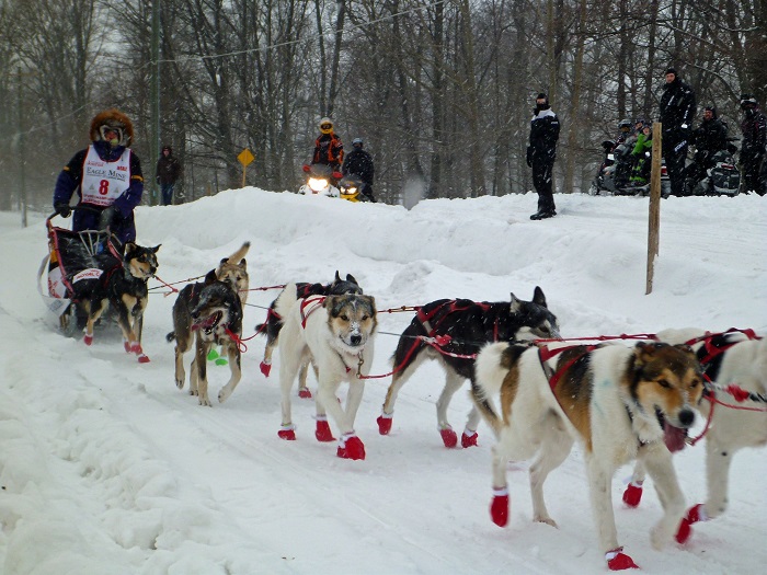 Sled Dogs