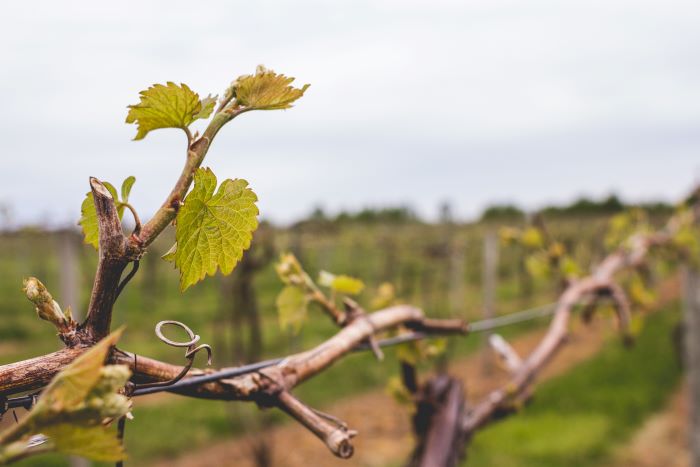 grapevine with leaves during spring