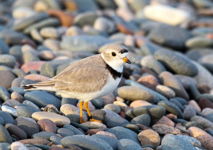 Whitefish-Point-Bird-Observatory-Paradise-Skye-Hass.jpg