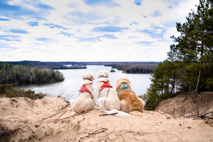 The Wild Goldens sitting on sand overlooking the water in Oscoda