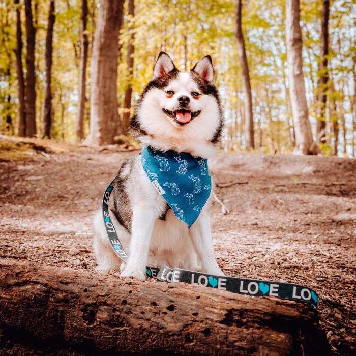 Winter the Pomsky on a trail in Maybury State Park