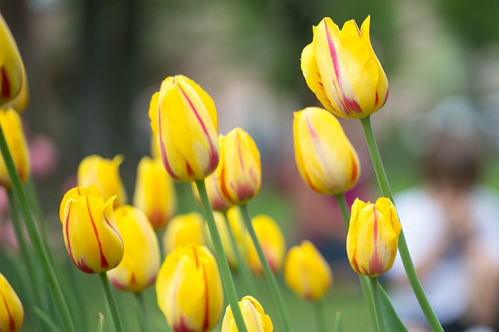 Yellow Tulips in Holland