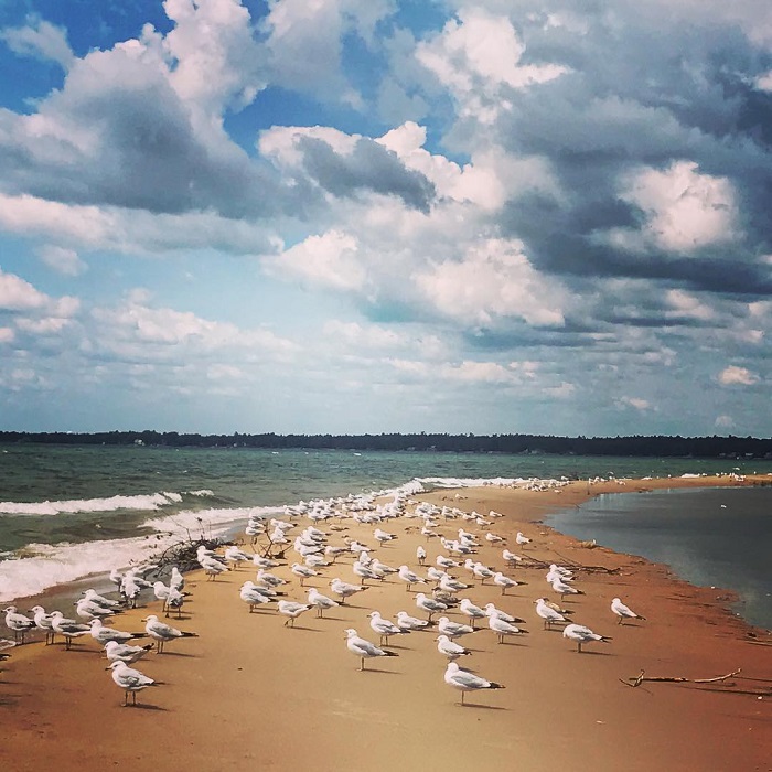 Birds on the Beach in Oscoda, Lake Huron