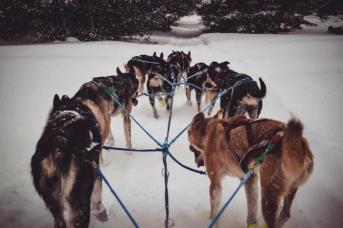 Dog sales sled team