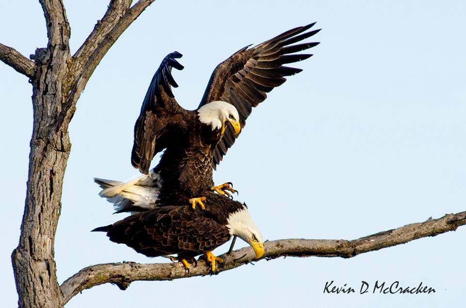Bald Eagles