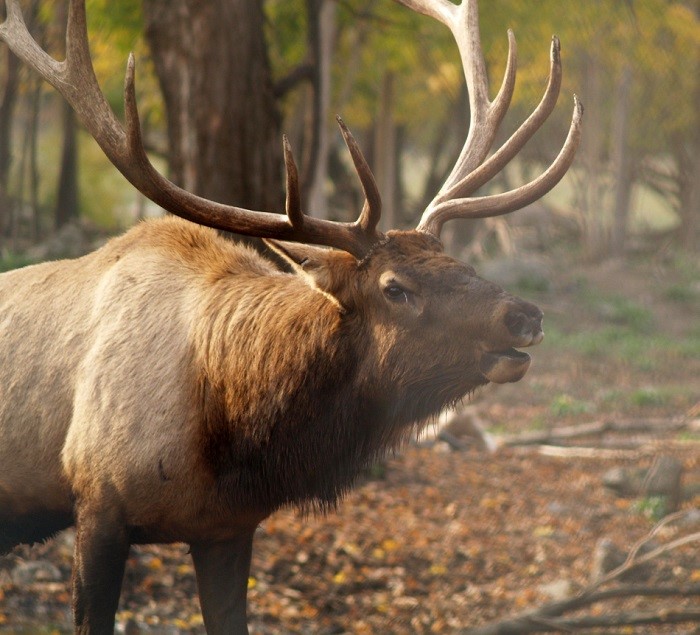 Elk in Gaylord
