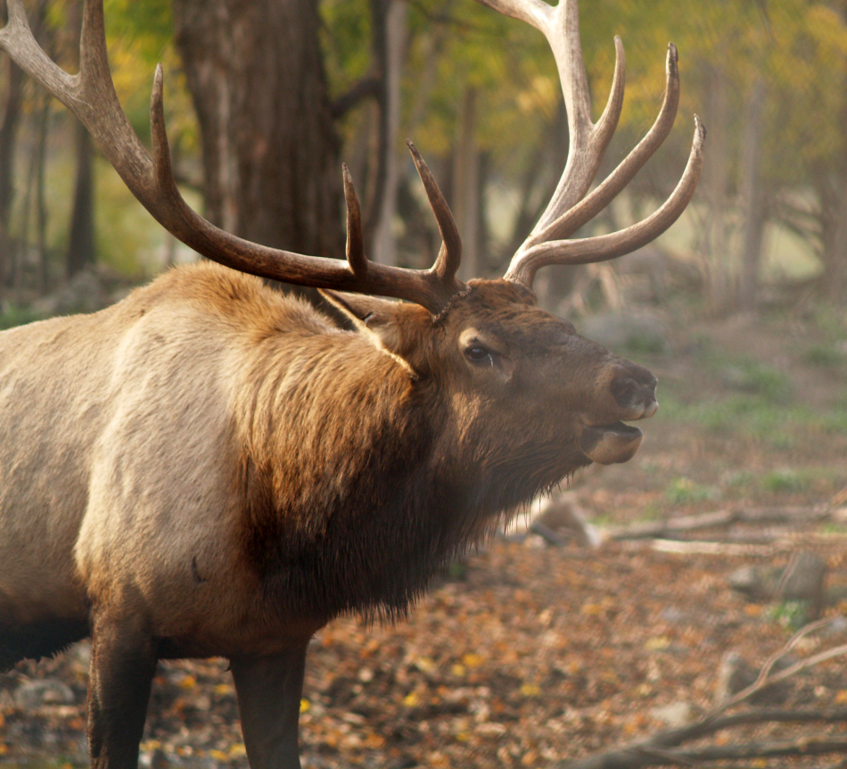 Wild Elk Bugling