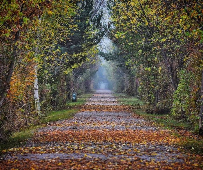 A tunnel of Fall Trees along the Wadhams to Avoca Trail