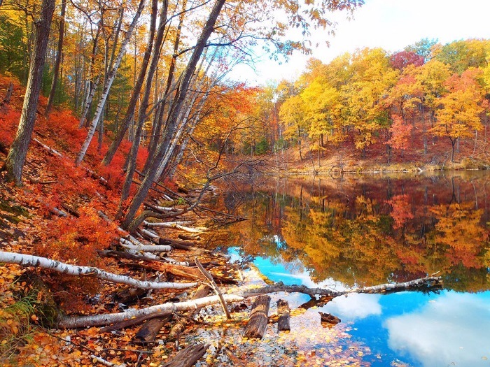 Huron-Manistee National Forest in the fall