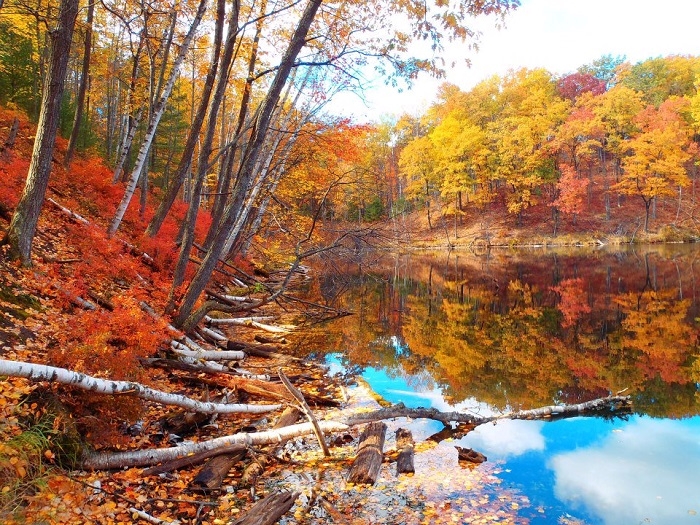 fall colors in Huron Manistee National Forest