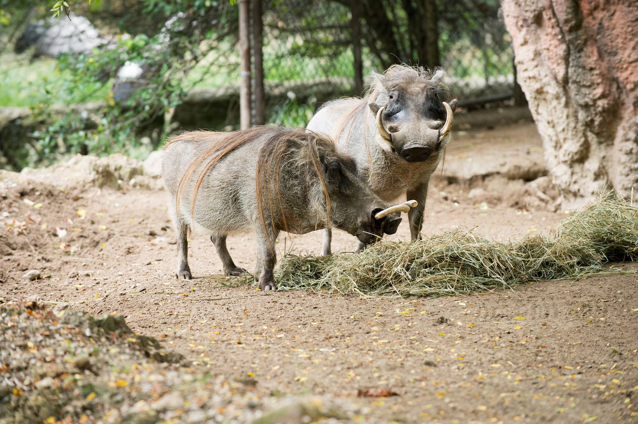 Warthog
