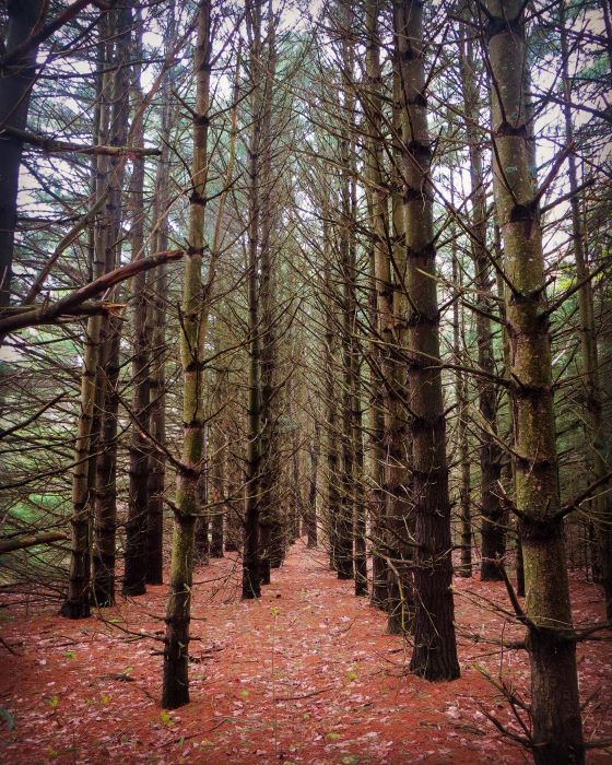 Trees surrounded by fallen colorful leaves along the Baldy Trails