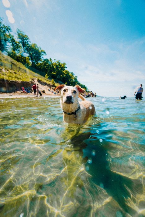 A dog swimming at Kirk Park Beach