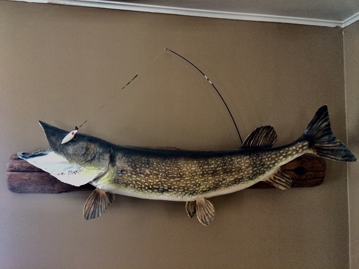 Northern Pike from Portage Lake