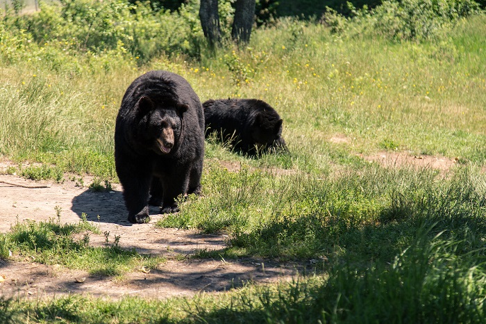 8 Michigan Destinations Perfect for Watching Wildlife