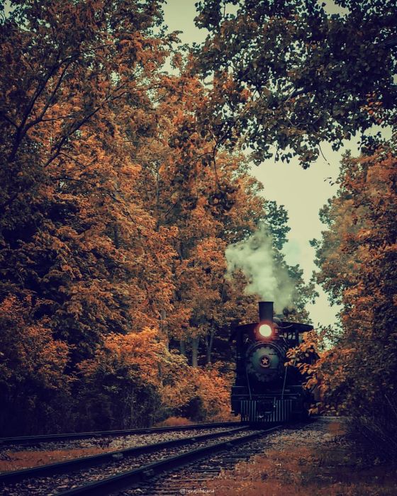 Huckleberry train traveling through fall forest.