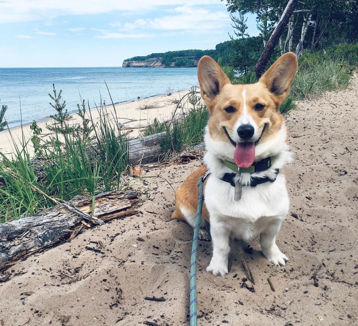 A Guide to Michigan's Pet-Friendly Beaches | Michigan