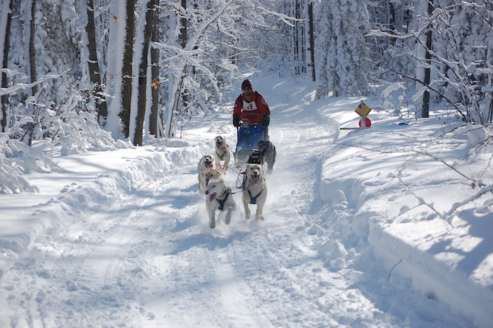 Sprint dog sled race