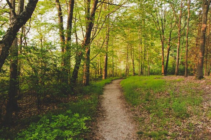 A well-worn path through the trees in Pickerel Lake Park