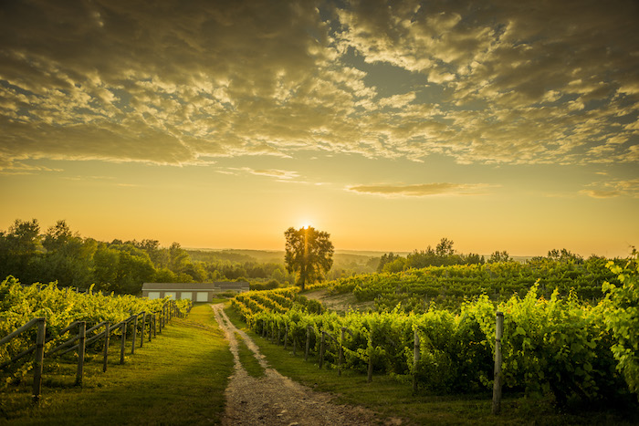 Traverse City Vineyards