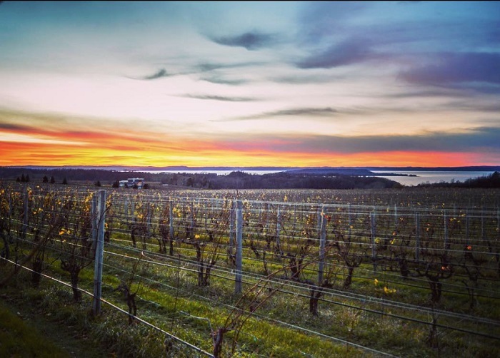 Traverse City Vineyards