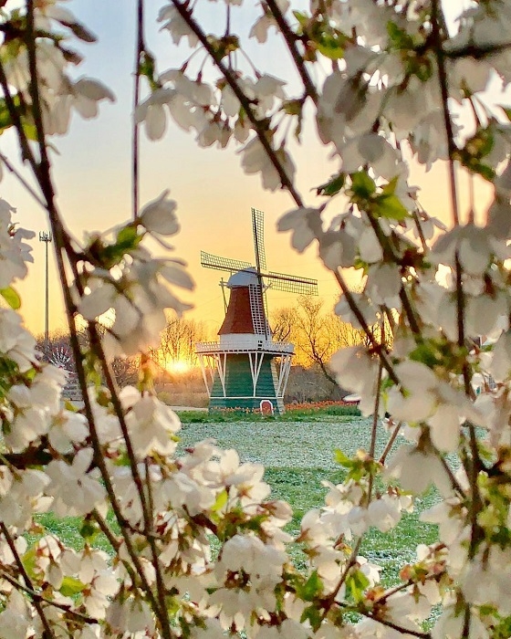 a windmill at Island Gardens