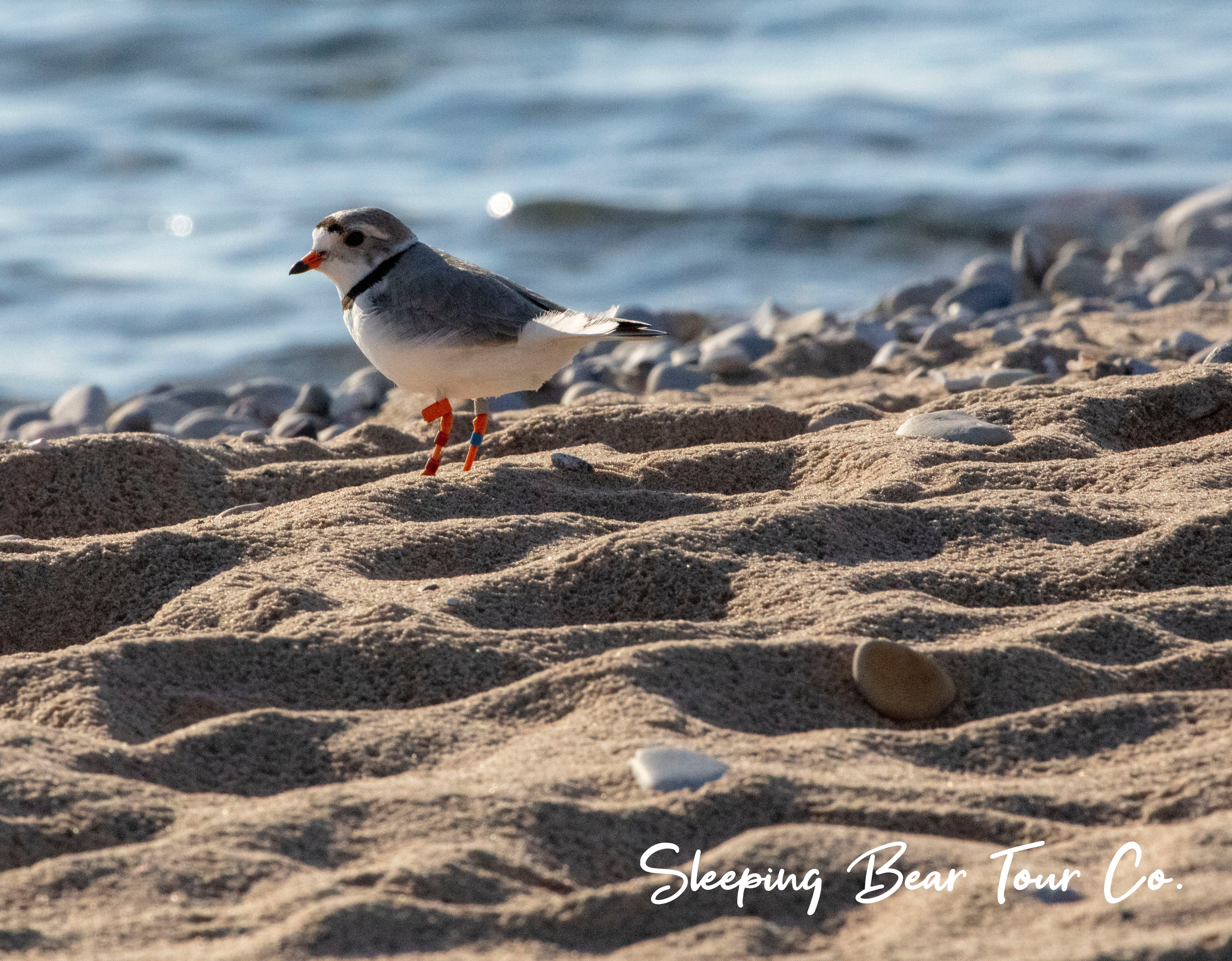 Great Lakes Piping Plover - Michigan's endangered shorebird. Photo 2