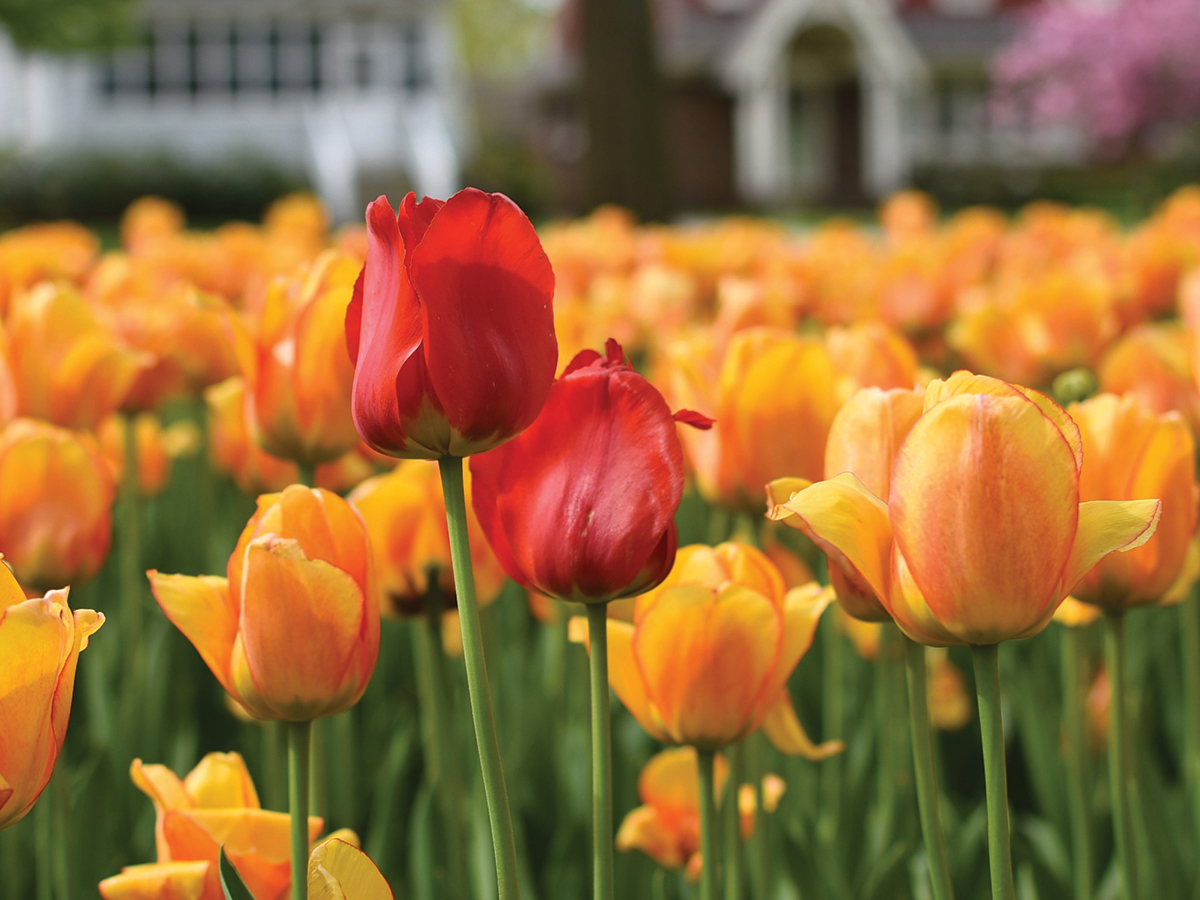 Tulip Festival Michigan