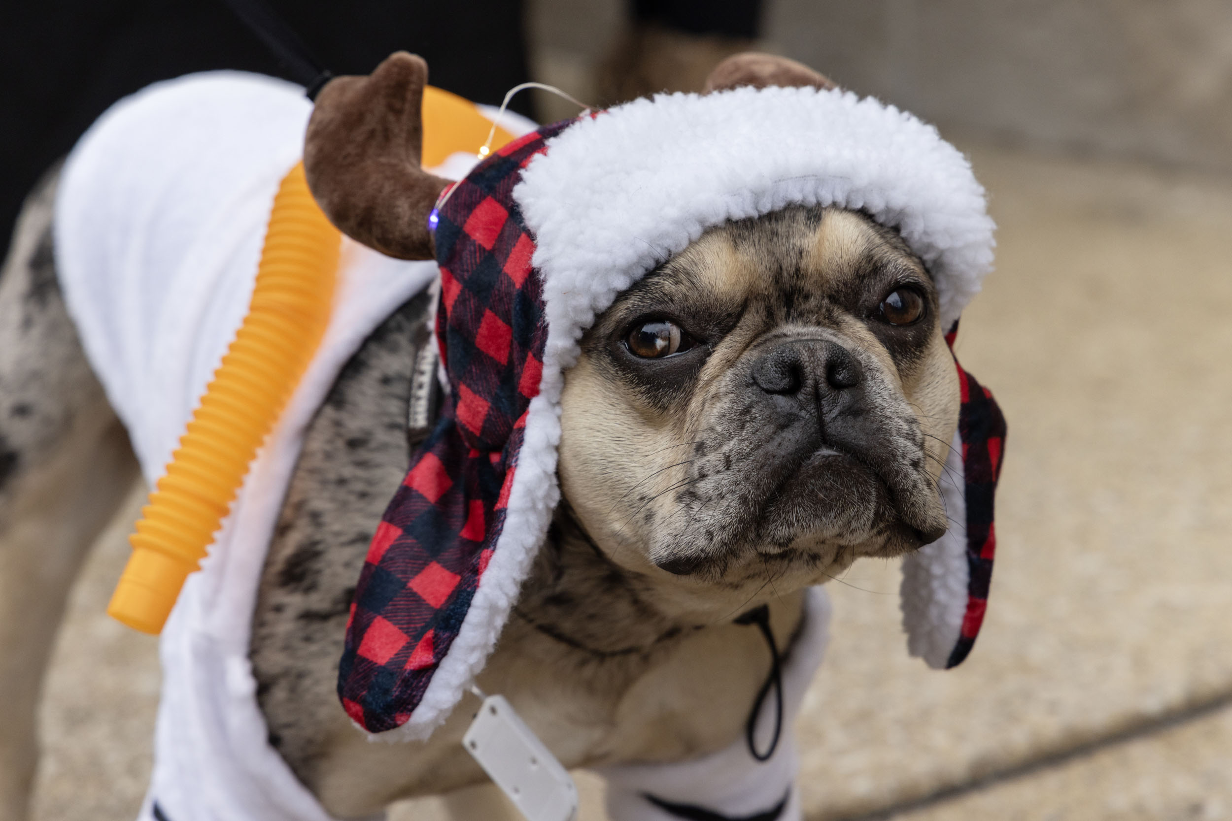 2024 Reindog Parade Michigan