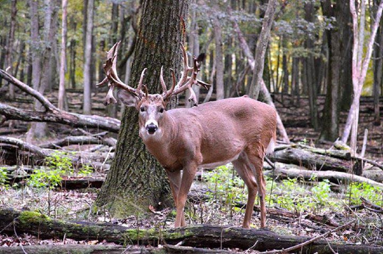Sanctuary Ranch Michigan