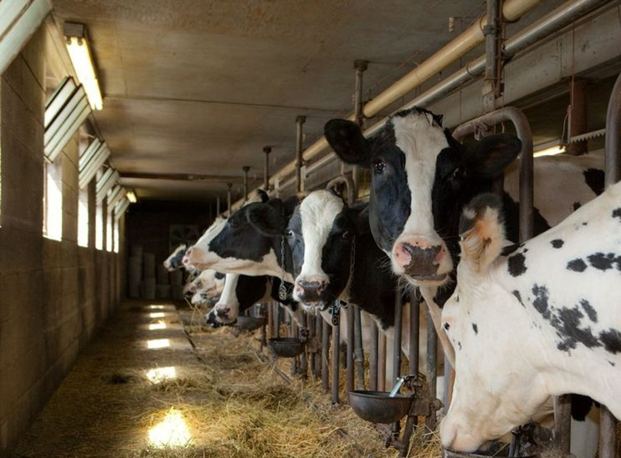 Cook's Farm Dairy, Inc. Michigan