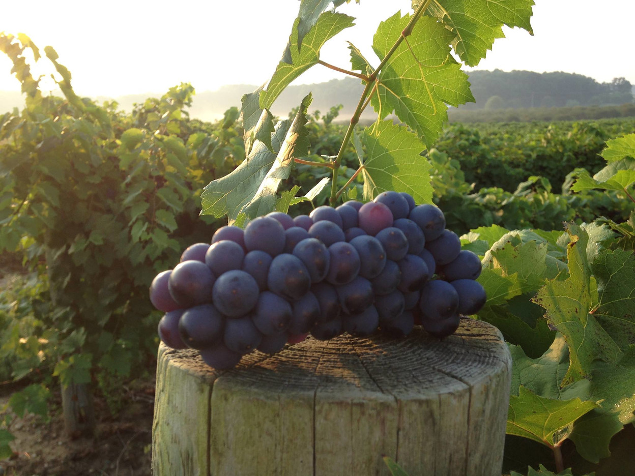 St. Julian Wine Company Tasting Room Dundee Michigan