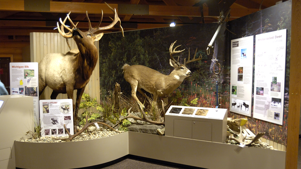  Things To Do In Cadillac